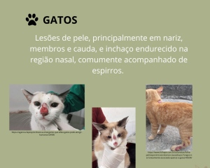 esporotricose-4.png